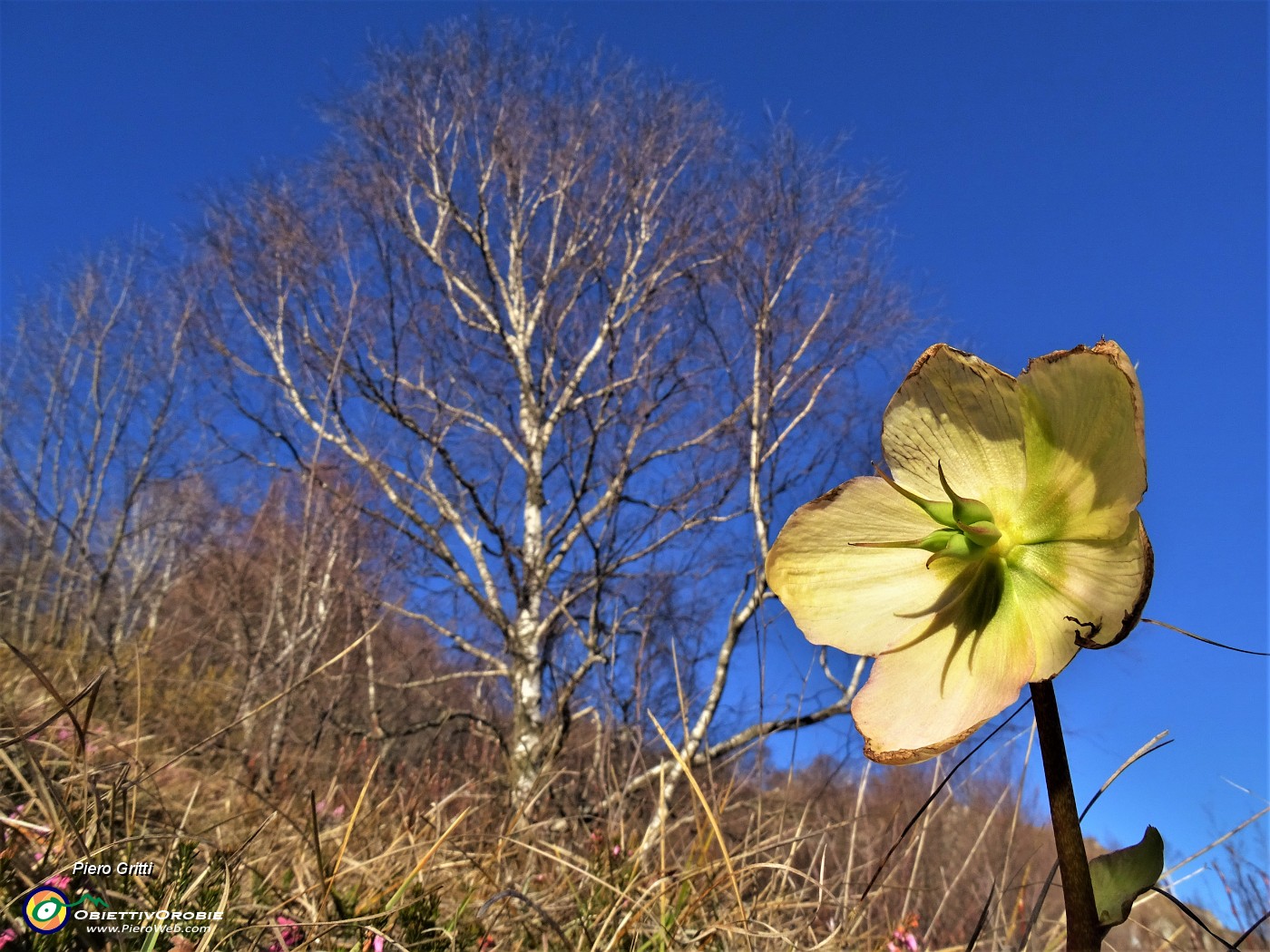 02 Helleborus niger (Elleboro) in fruttescenza.JPG